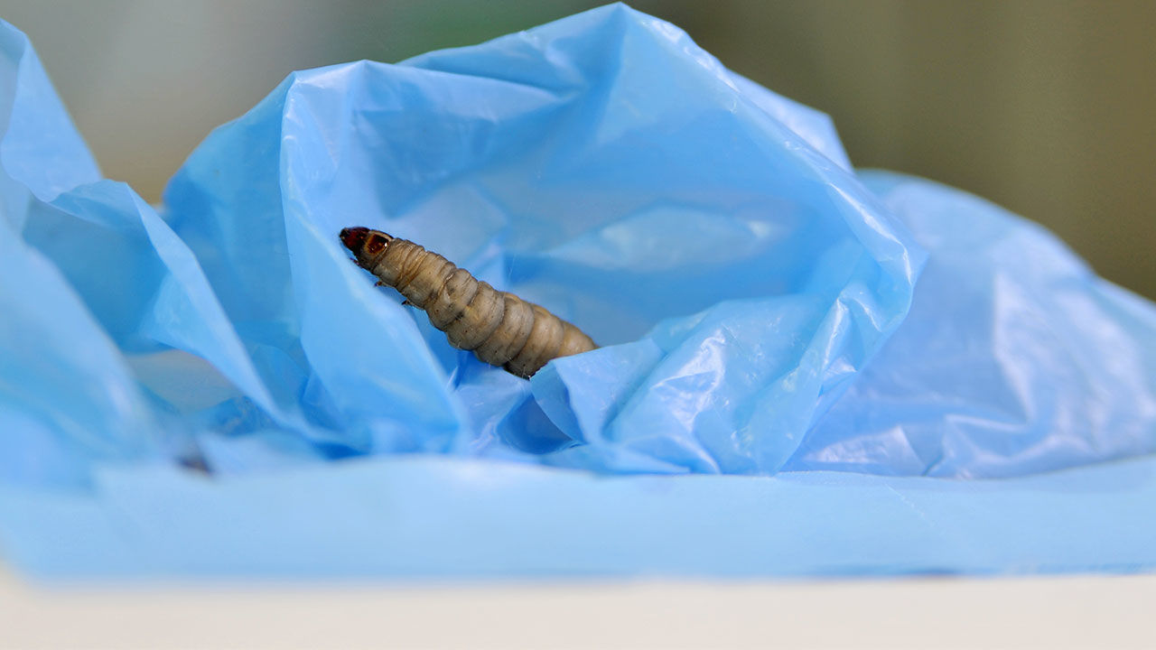 polyethyelene eating caterpillar2